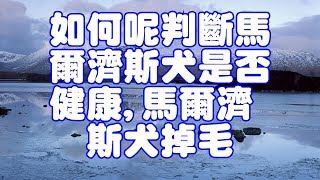 如何呢判斷馬爾濟斯犬是否健康,馬爾濟斯犬掉毛 by Pets TV 356 views 6 years ago 7 minutes, 17 seconds