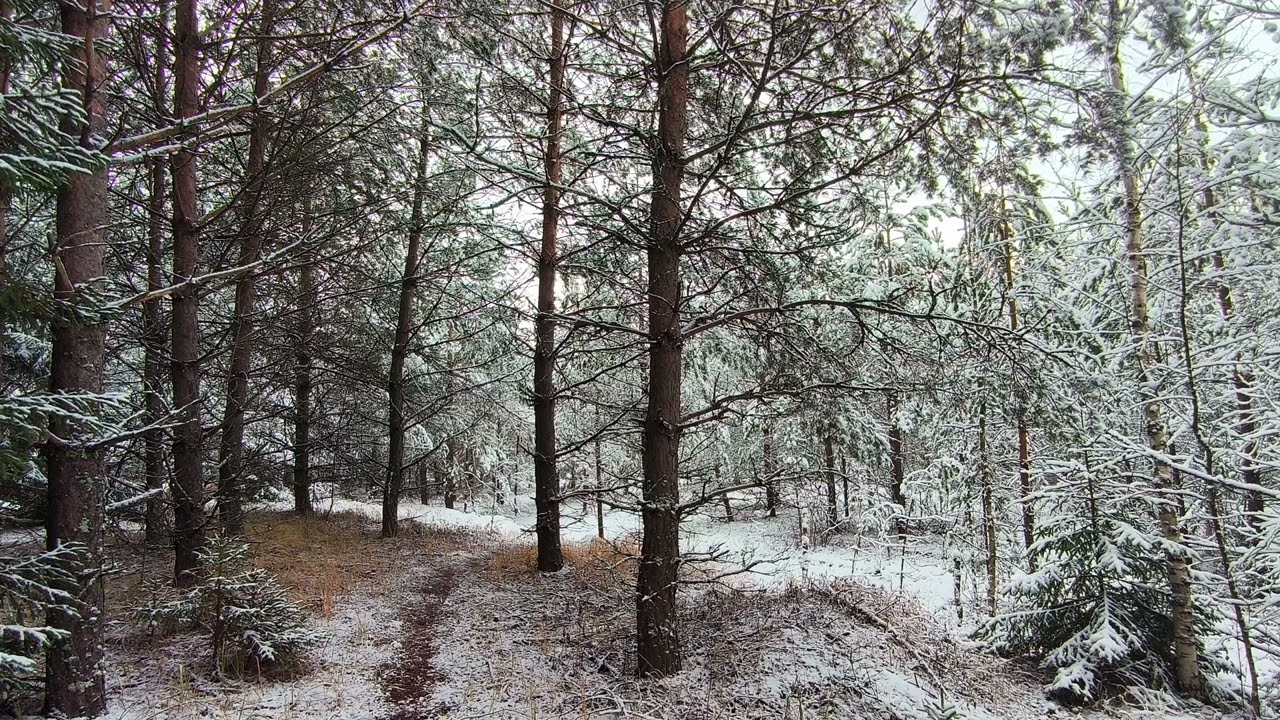Snowy Forest. pt.28. November 2024