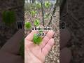 W lesie rośnie sałata (serio) #survival #bushcraft