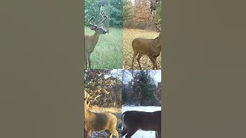 Hemp rope or vine mock scrapes? #hodaghempscentrope #mockscrape #deerhunting #bowhunting #bigbucks