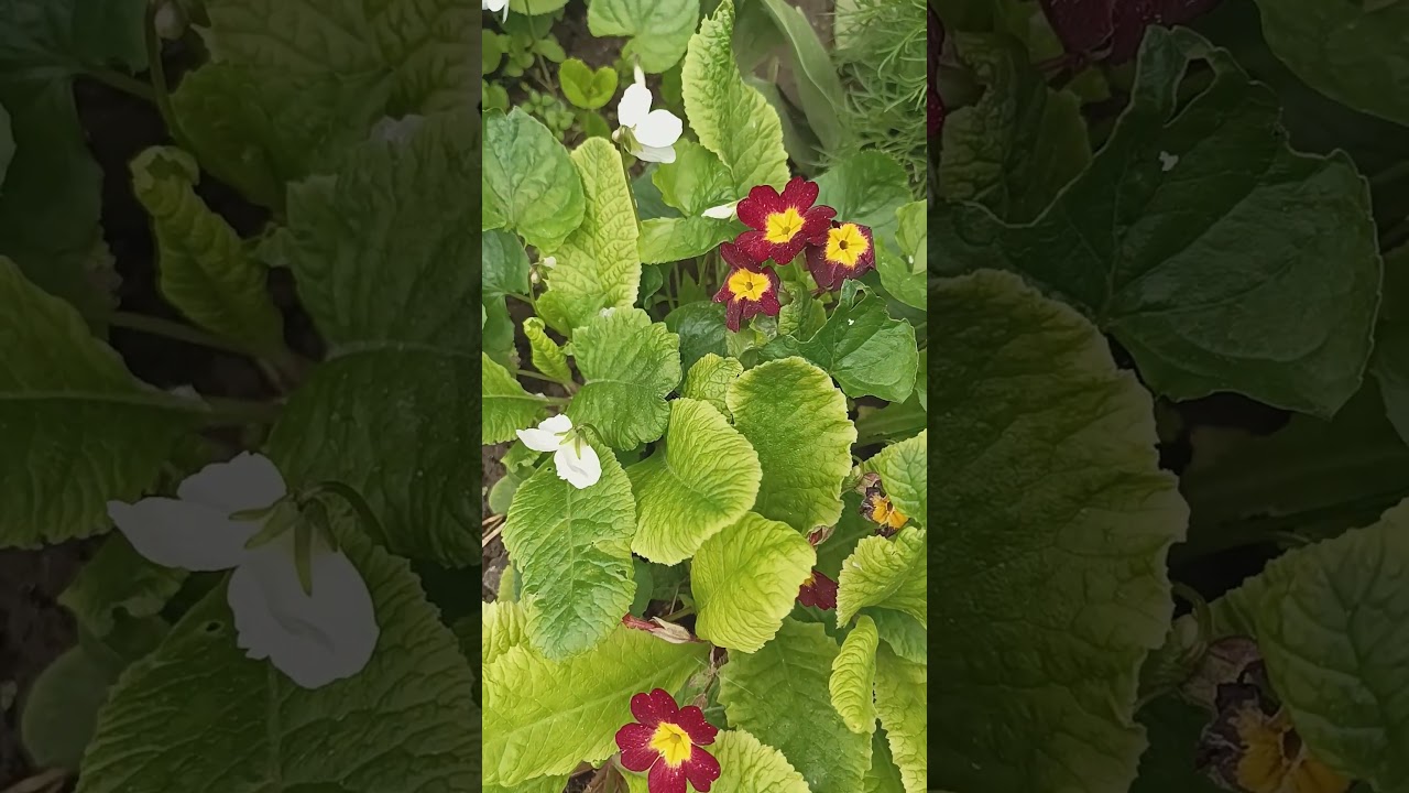 Beautiful primroses /Гарні примули / ดอกพริมโรสแสนสวย / Hermosas prímulas / 美しいサクラソウ 