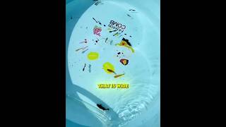 This Fish Took A Wild Ride 😂