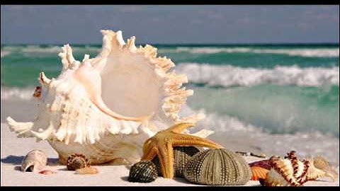 الشيخ رضا قارة ما تيسر من سورة التوبة .wmv