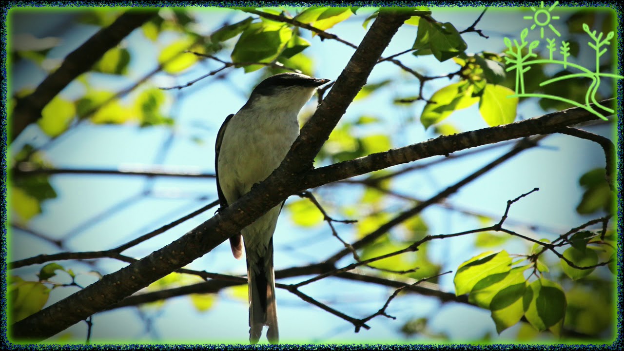 Звонкие голоса птиц. Серый личинкоед. Голоса птиц. Личинкоед серый (Pericrocotus divaricatus). Кукушка личинкоед.