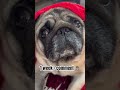 Hello I M Kaju But How Kaju Shorts Trending Frenchie Pug Dog Subscribe Youtubeshorts