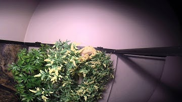 Green Tree Python feeding