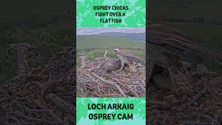 Osprey chicks fight over a flat fish and it falls off the nest