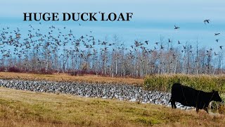 STACKED Duck Loaf Hunt in Western Manitoba, Canada (Day 1); Thousands of Ducks!