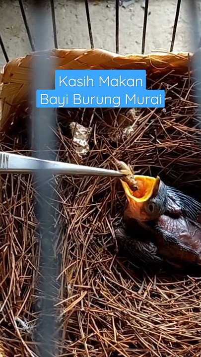 Kasih Makan Anak Burung Murai #shorts #babybird