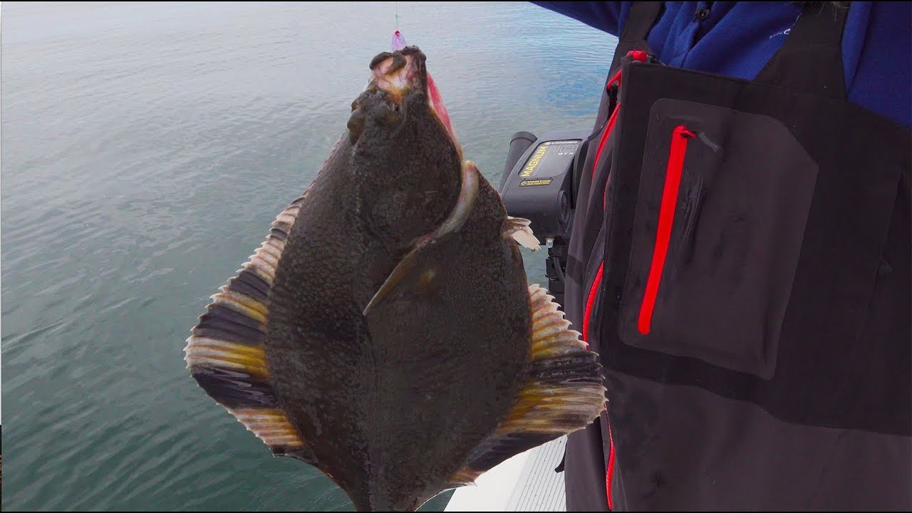 GIANT Pacific FLOUNDER Catch Clean Cook stuffed with King Crab meat and Herb Beurre Blanc