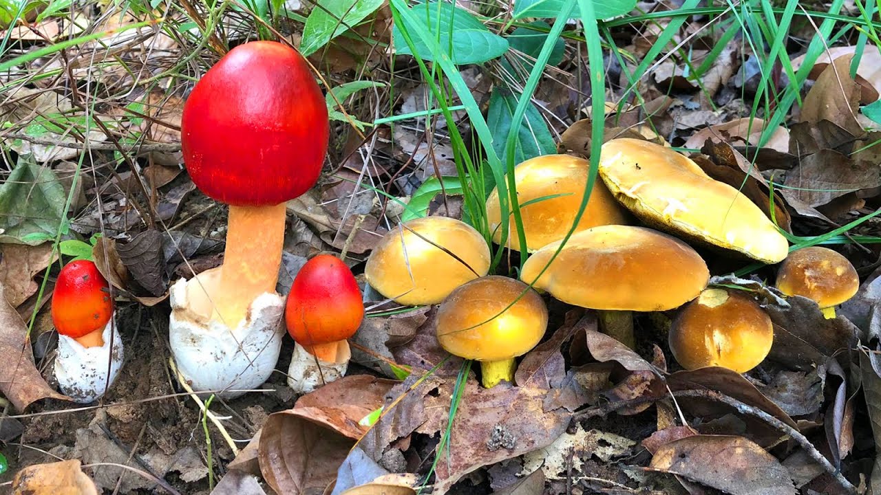 เก็บเห็ดระโงกแดง,ก่อแดงใหญ่,ผึ้งเหลือง,สะออนหลาย!!หมู่ใหญ่ๆดอกงามๆ หมานอีกแล้ว????(5มิ.ย.65)