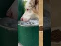 Max the Traveling Dog: South Korea Adventure