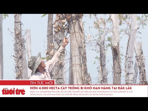Video Hơn 4.000 hecta cây trồng bị khô hạn nặng tại Đắk Lắk - youtube