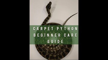 Carpet Python Beginner Care Guide