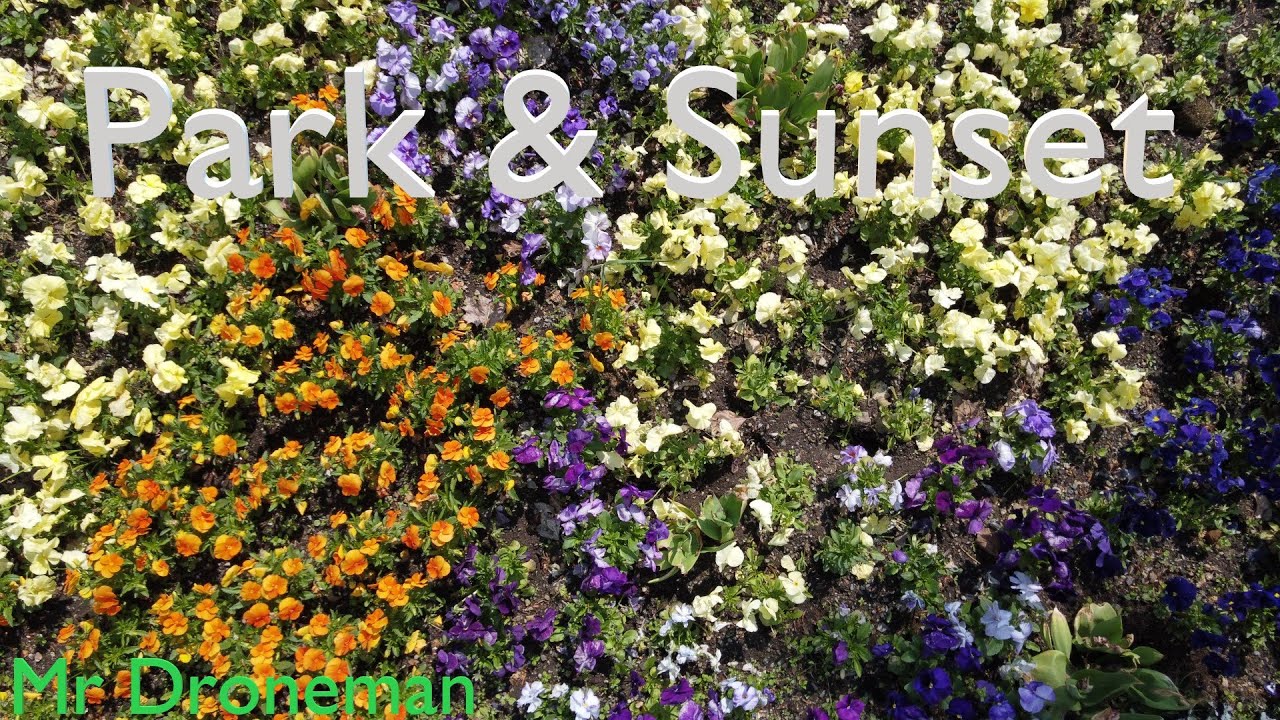 🐝 Park & Epic Sunset Hyperlapse🐝 🍀[MrDroneman]🍀