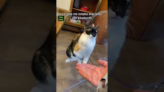 Gata ataca y defiende por Bluetooth #gatos #mascotas #pets #animales #bluetooth #ataque #defensa