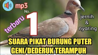 suara pikat burung dederuk/puter geni hutan #suarapikat