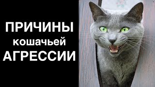 Почему кот злой? Разбираем причины кошачьей агрессии
