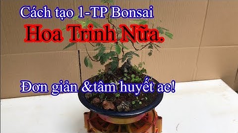 Chia sẻ Cách tạo bonsai mini cho cây hoa trinh nữ ae!