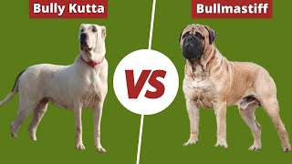 THE BULLY KUTTA BETTER THAN THE BULLMASTIFF? FAMILY GUARD DOG