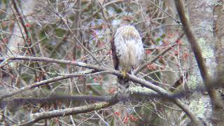 Juvenile Cooper's Hawk Calls And Preens