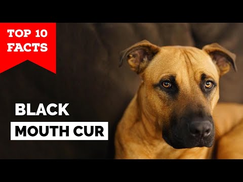 Video: Psi s črno barvo v ustih