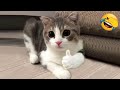 Funniest cat and dog 🐱 🐶 Funny animals video channel only