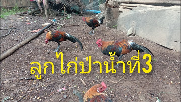 ลูกไก่ป่าน้ำที่3 me nyuam qaib qus tom 3