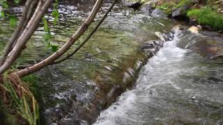 Salmon spawning Pullen Creek Streamwalk, Skagway, Alaska