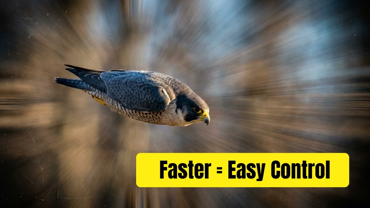 Peregrine Falcon diving
