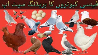 Pigeons Breeding Setup | Top pigeon breeding pairs | Pigeonfarming