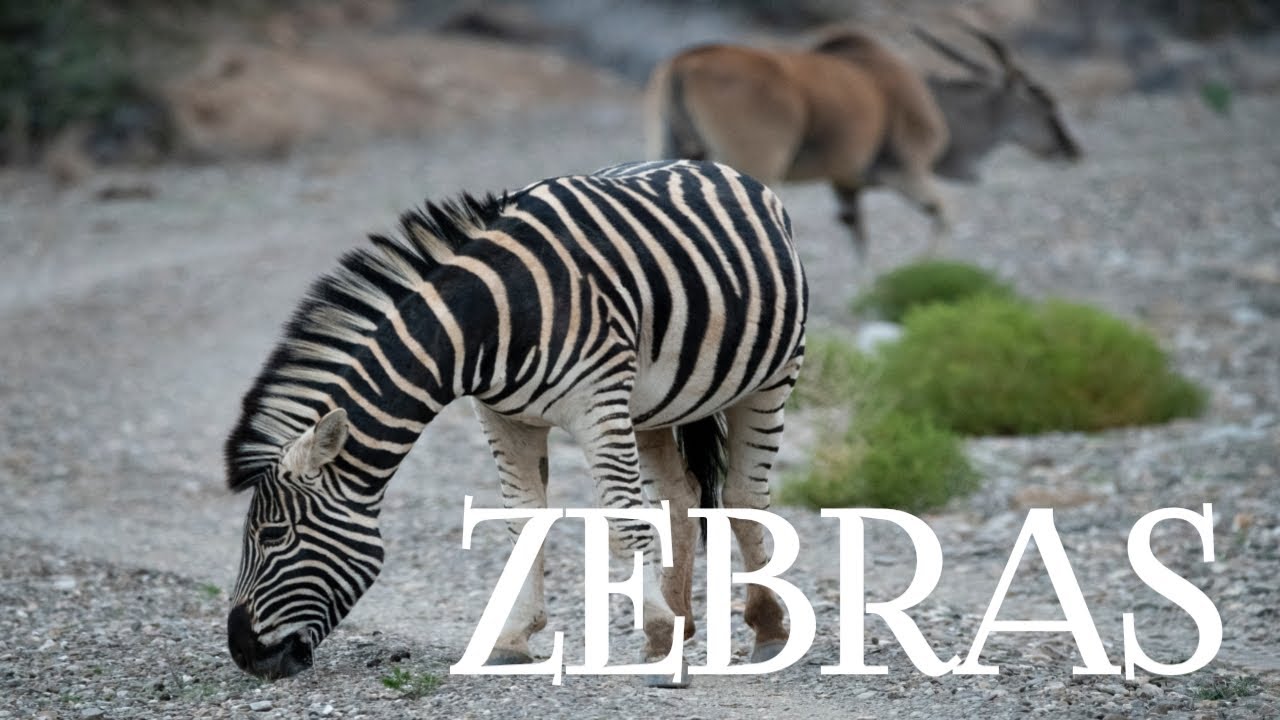 Zebra for kids on wwnature