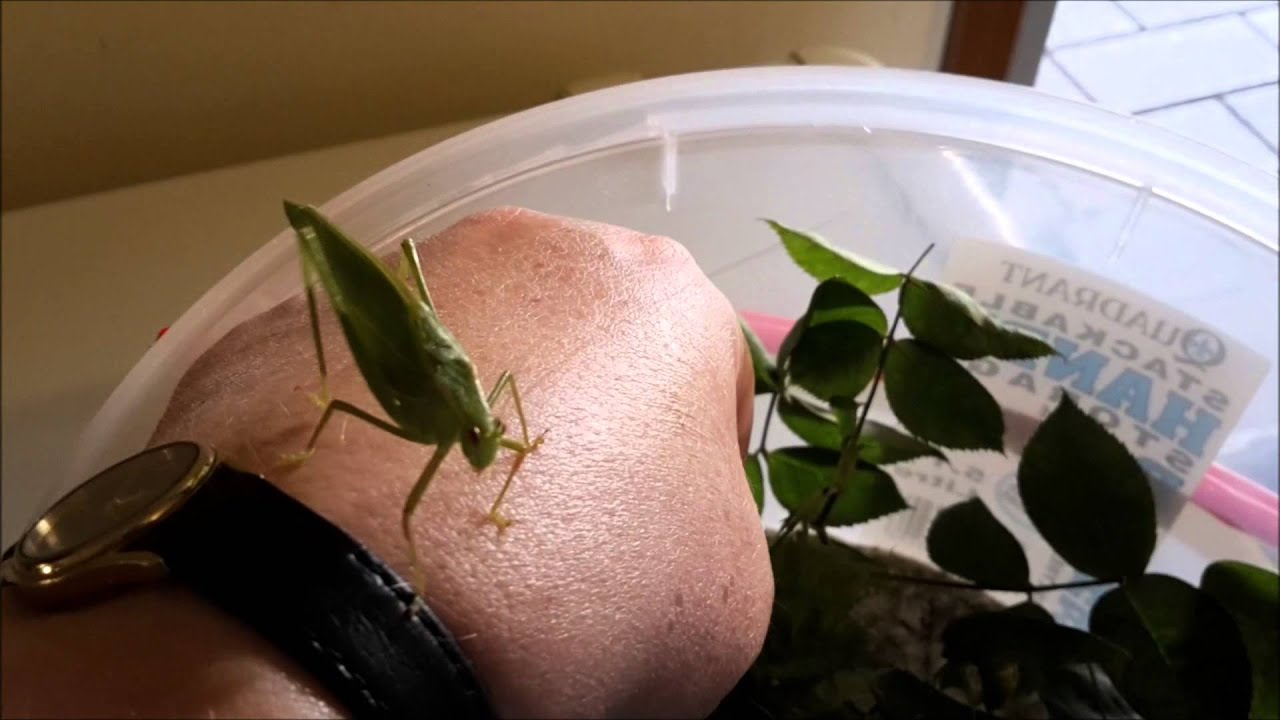 Katydid laying eggs YouTube