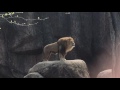 Epic Lion Roar at Lincoln Park Zoo
