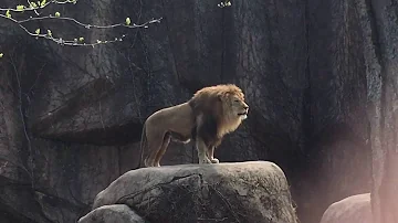 Epic Lion Roar at Lincoln Park Zoo