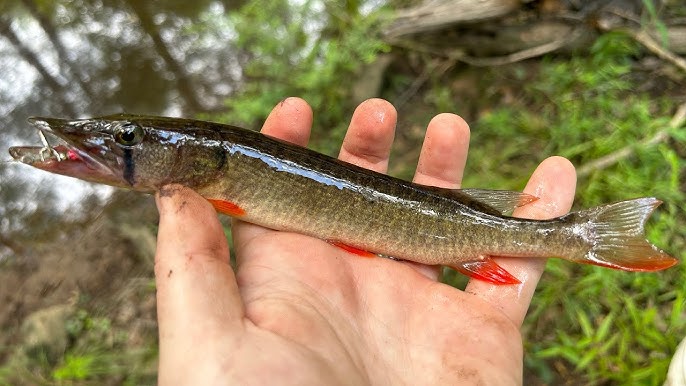 MICRO Fishing Rod from WALMART is CRAZY STRONG!!! 