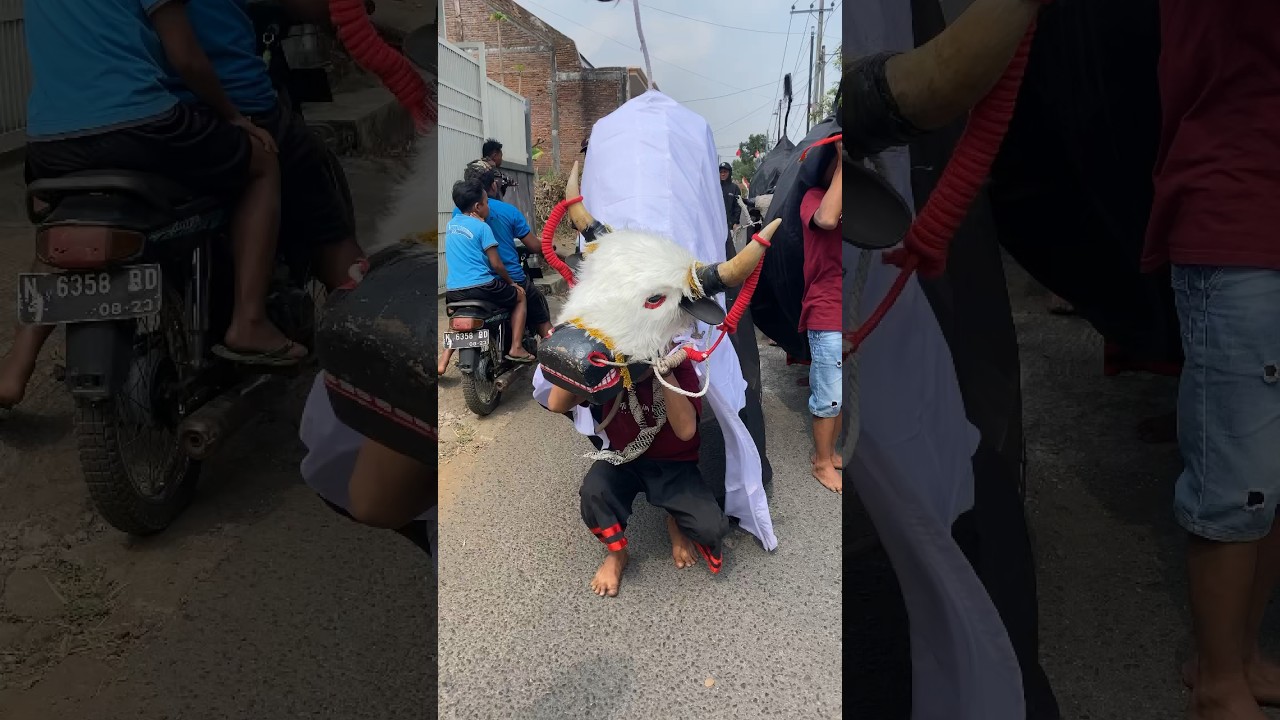 (Geleng geleng )#bantengan #bantenganmalang #bantenganngamuk #bantengannusantara #djbantengan