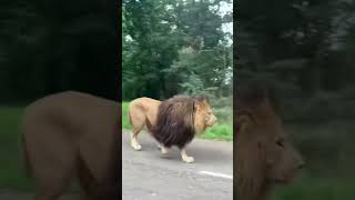 lion entry in the road || lion attitude #lion #lion entry #tiger #shorts #trending #viral