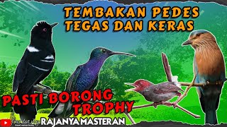 MATERI PEDES TEGAS DAN KERAS!! BURUNG FULL TEMBAKAN MASTERAN BURUNG LOMBA