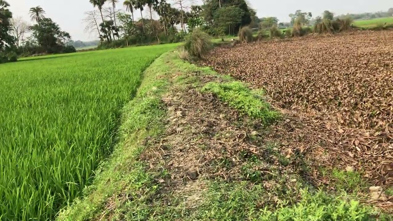 ৩৫ হাজার টাকা শতাংশে রাস্তার সাথে ১৫০ শতাংশে জায়গায় মৎস্য খামার বিক্রি সিংগাইর ফোনঃ ০১৩২৮৩৬৬৭১৬ 