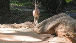 Spekes Gazelle La Zoo