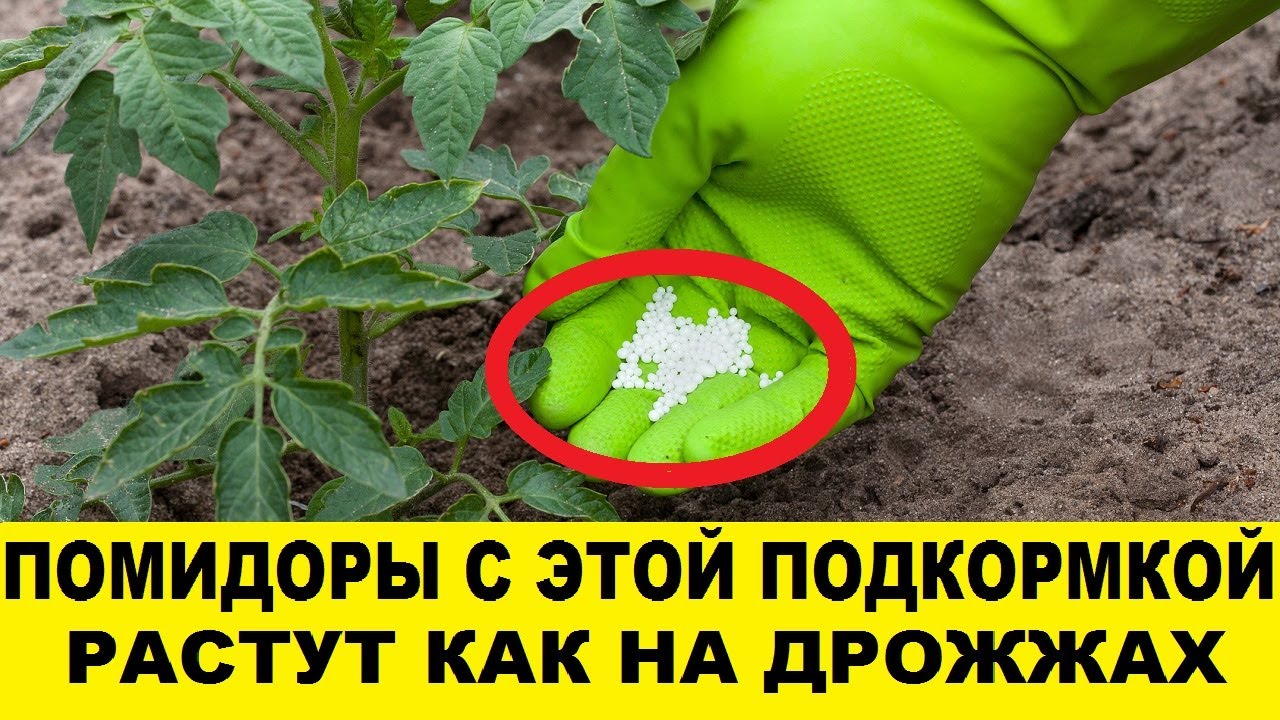 Подкормка томатов. Удобрение для томатов. Удобрение томатов после высадки в грунт. Подкормка для помидор. Чем подкармливать помидоры после высадки в грунт. Подкормка томатов. Удобрение для томатов. Удобрение томатов после высадки в грунт. Подкормка для помидор.