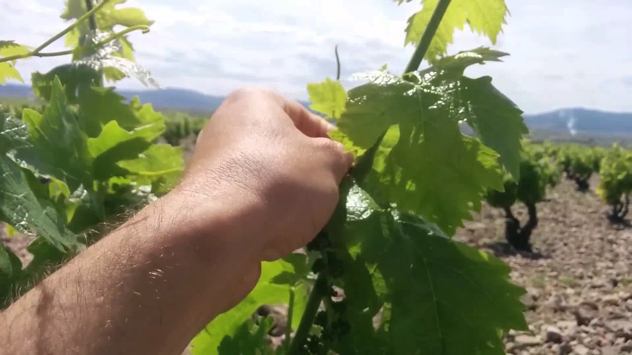 Prevención de Oídio en uva  cariñena  (mazuelo)