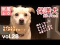 【保護犬預かり】明るくなったかもめ、その後。【里親様募集中、福岡近郊】