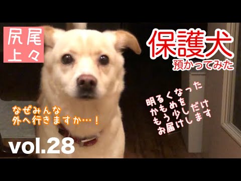 保護 犬 福岡