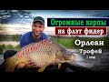 КОНКУРС. Огромные карпы на флэт-фидер