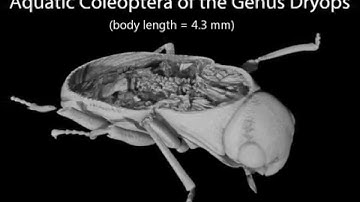 Micro-CT anatomical study of the female of an aquatic beetle