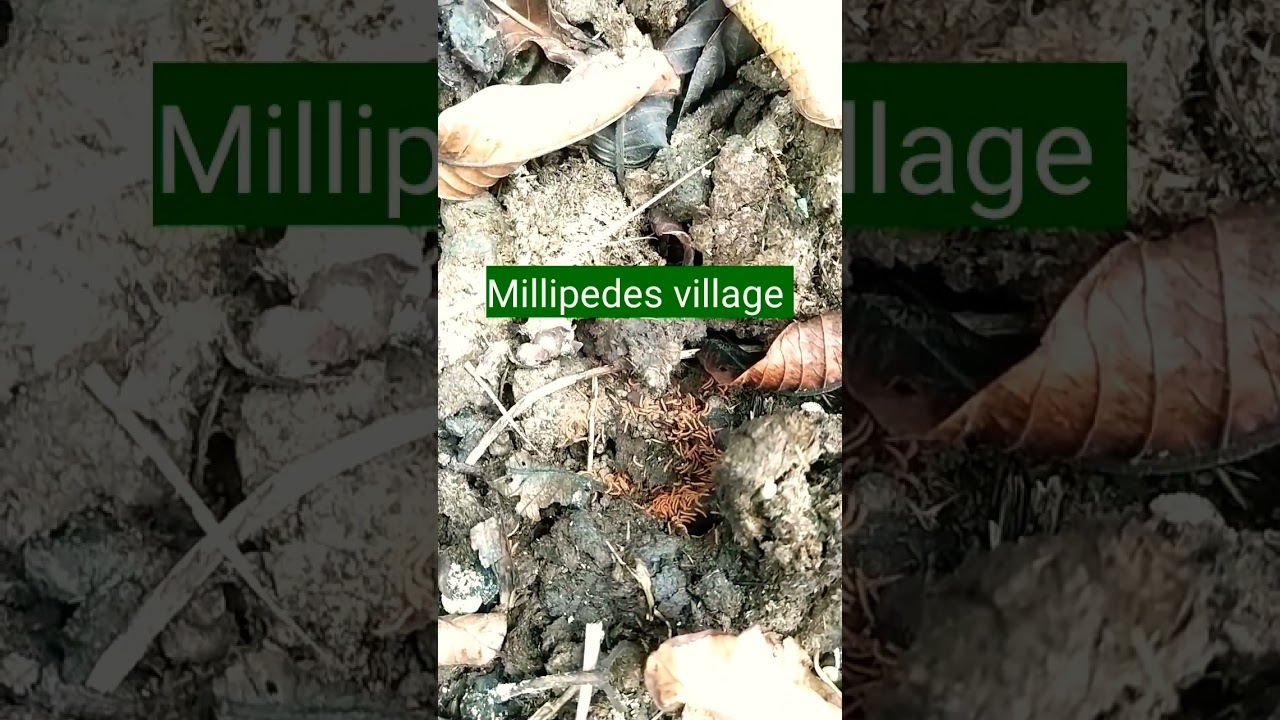 "Plenty of Millipedes! 😱 | Real Nature Footage 🪱" 