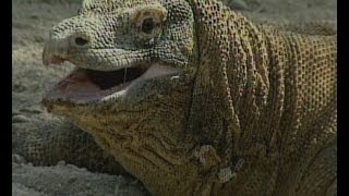 Part 2 Komodo Dragon Animal X