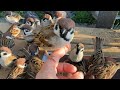 初めての指乗り&珍しいお客さま【指乗りスズメチャレンジ!1】finger-riding sparrow